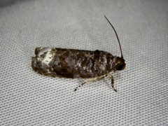 Hystrichoscelus spathanum