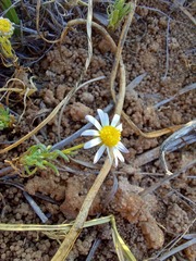 Felicia muricata