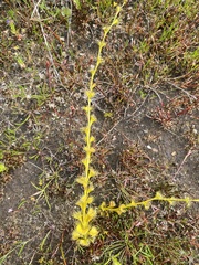Drosera ramellosa