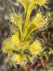 Drosera ramellosa