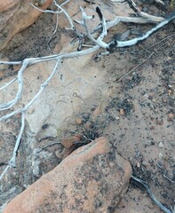 Heliophila variabilis