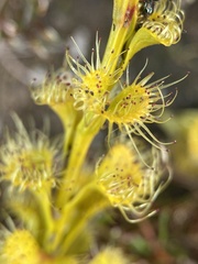 Drosera ramellosa