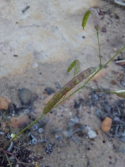 Heliophila variabilis