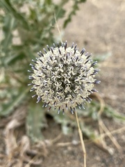 Echinops gmelinii