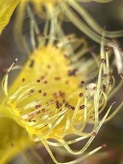 Drosera ramellosa