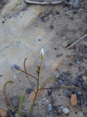 Heliophila variabilis
