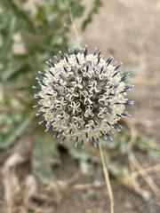 Echinops gmelinii