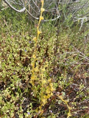 Drosera ramellosa