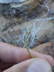 Heliophila variabilis