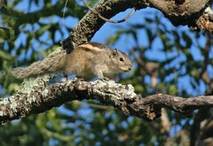 Funambulus palmarum