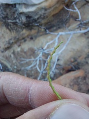 Heliophila variabilis