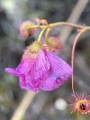 Drosera drummondii