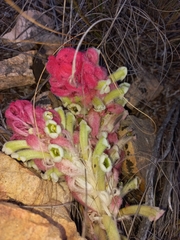 Hyobanche sanguinea