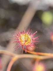 Drosera drummondii