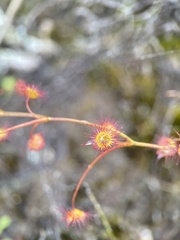Drosera drummondii