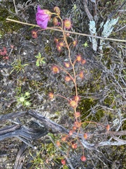Drosera drummondii