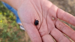 Ablattaria laevigata