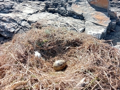 Larus dominicanus dominicanus