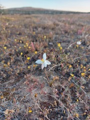 Cyanella alba alba
