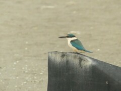 Todiramphus sanctus vagans