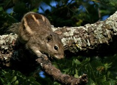 Funambulus palmarum