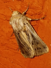 Agrotis gladiaria