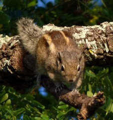 Funambulus palmarum