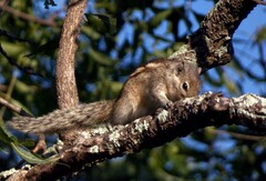 Funambulus palmarum
