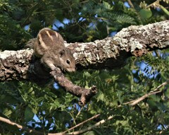 Funambulus palmarum