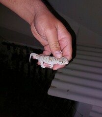 Chondrodactylus bibronii