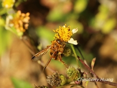 Phalerimeris phalerata