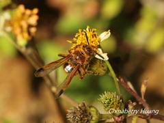 Phalerimeris phalerata