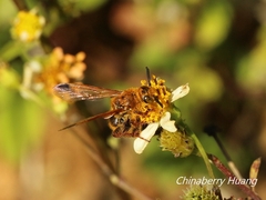 Phalerimeris phalerata