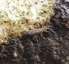 Isotomurus