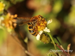 Phalerimeris phalerata