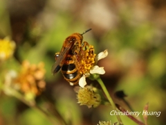 Phalerimeris phalerata