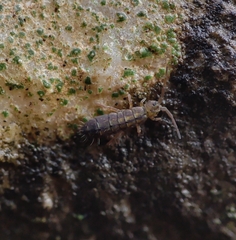 Isotomurus