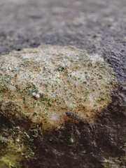 Isotomurus
