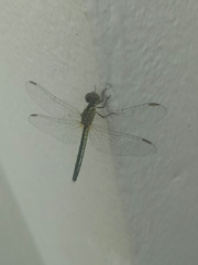 Diplacodes nebulosa