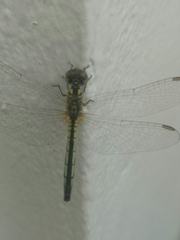 Diplacodes nebulosa