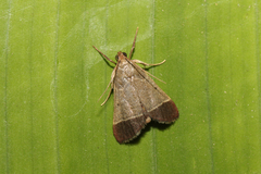 Hypsopygia amoenalis