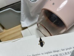 Ectomocoris cordiger