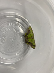 Agathia hemithearia