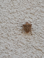 Ancyrosoma leucogrammes