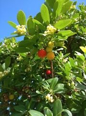 Arbutus