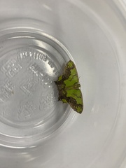 Agathia hemithearia