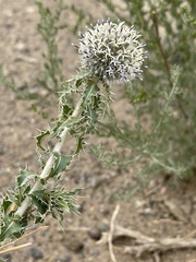 Echinops gmelinii