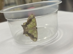 Agathia hemithearia