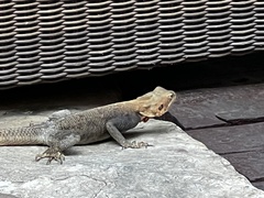 Agama