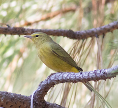 Leiothlypis celata lutescens